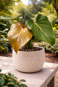Philodendron ‘Summer Glory’ (Philodendron ‘Summer Glory’)