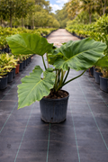 Philodendron giganteum (Philodendron giganteum)