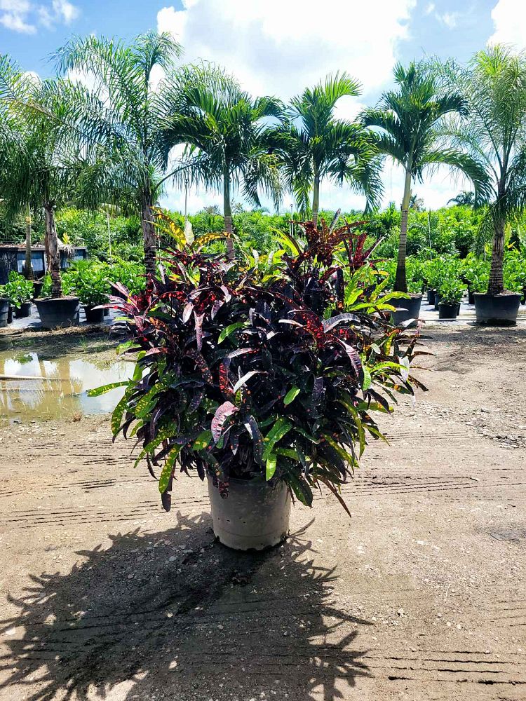 Croton ‘Franklin Roosevelt’ (Codiaeum variegatum)