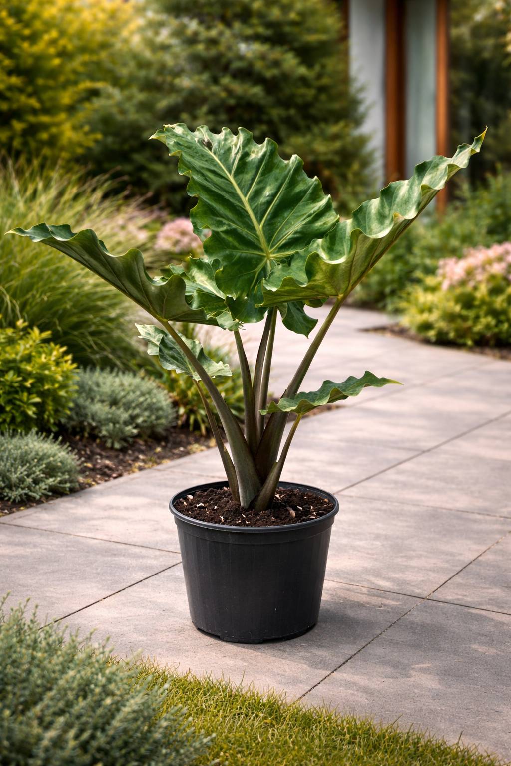 Alocasia ‘Portora’ / Elephant Ear (Alocasia ‘Portora’)