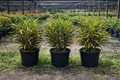 Croton ‘Eleanor Roosevelt’ (Sloppy Painter) (Codiaeum variegatum)