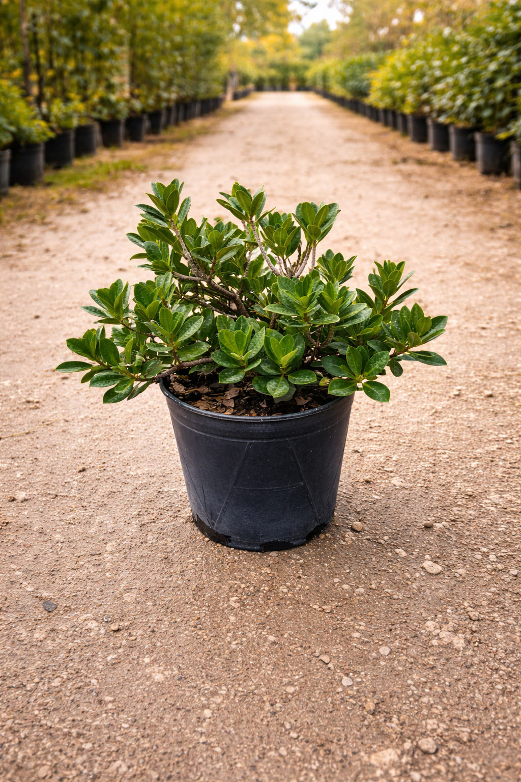 Green Island Ficus (Ficus microcarpa ‘Green Island’)
