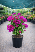 Bougainvillea ‘Elizabeth Angus’