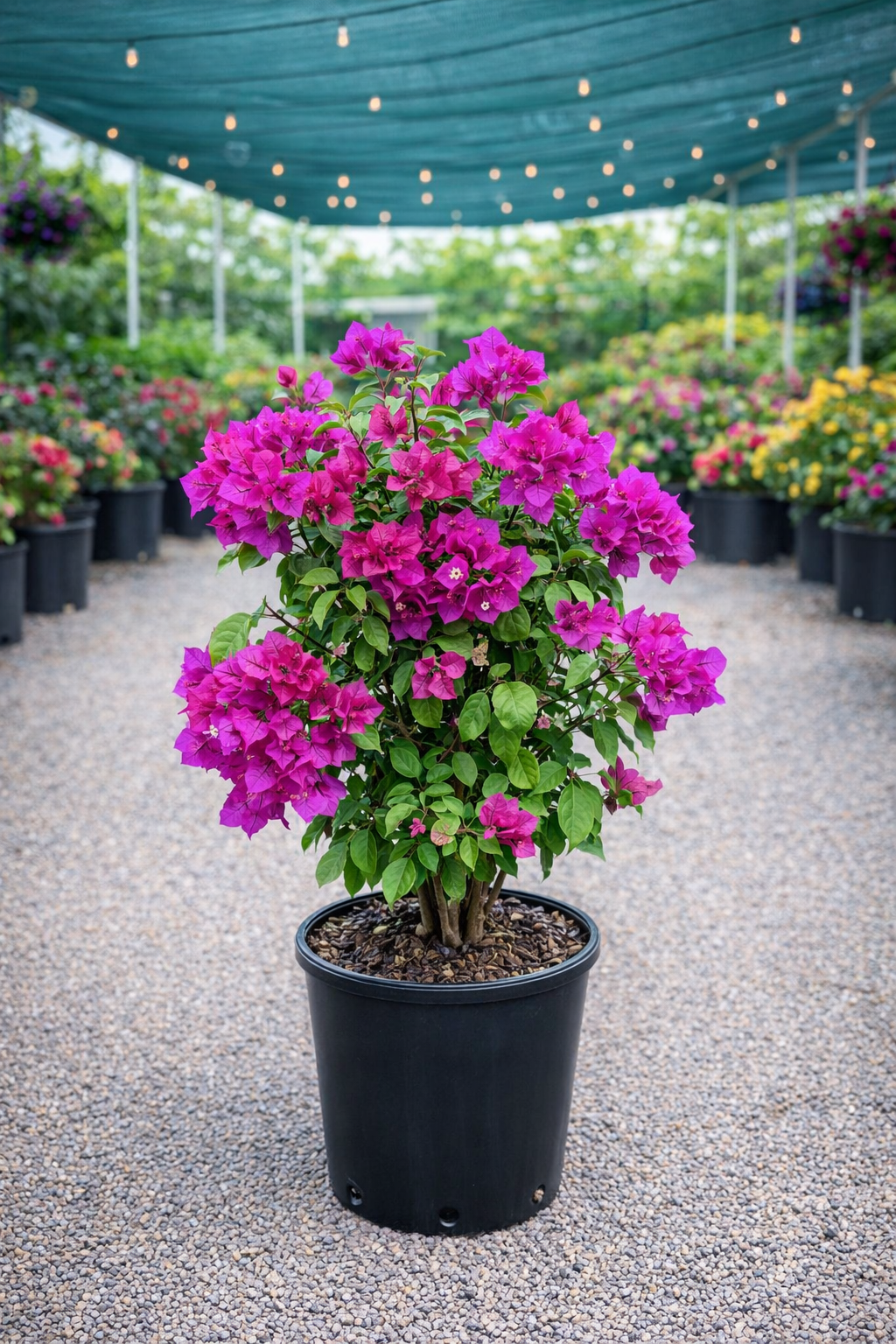 Bougainvillea ‘Elizabeth Angus’