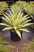 Giant False Agave, Variegated (Furcraea foetida ‘Variegata’)