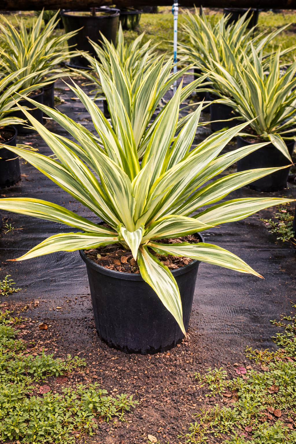 Giant False Agave, Variegated (Furcraea foetida ‘Variegata’)