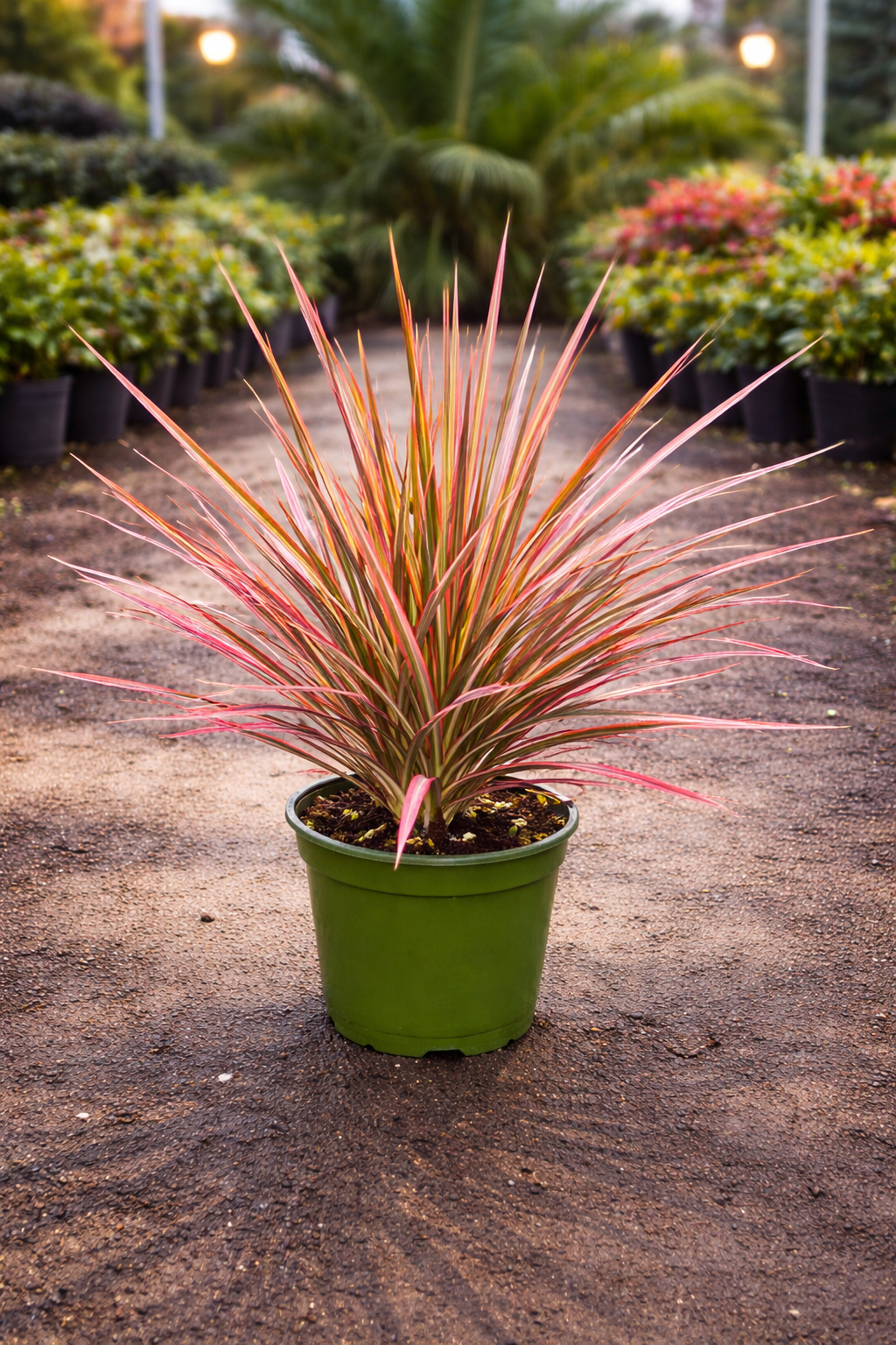 Dracaena ‘Colorama’ (Dracaena marginata ‘Colorama’)
