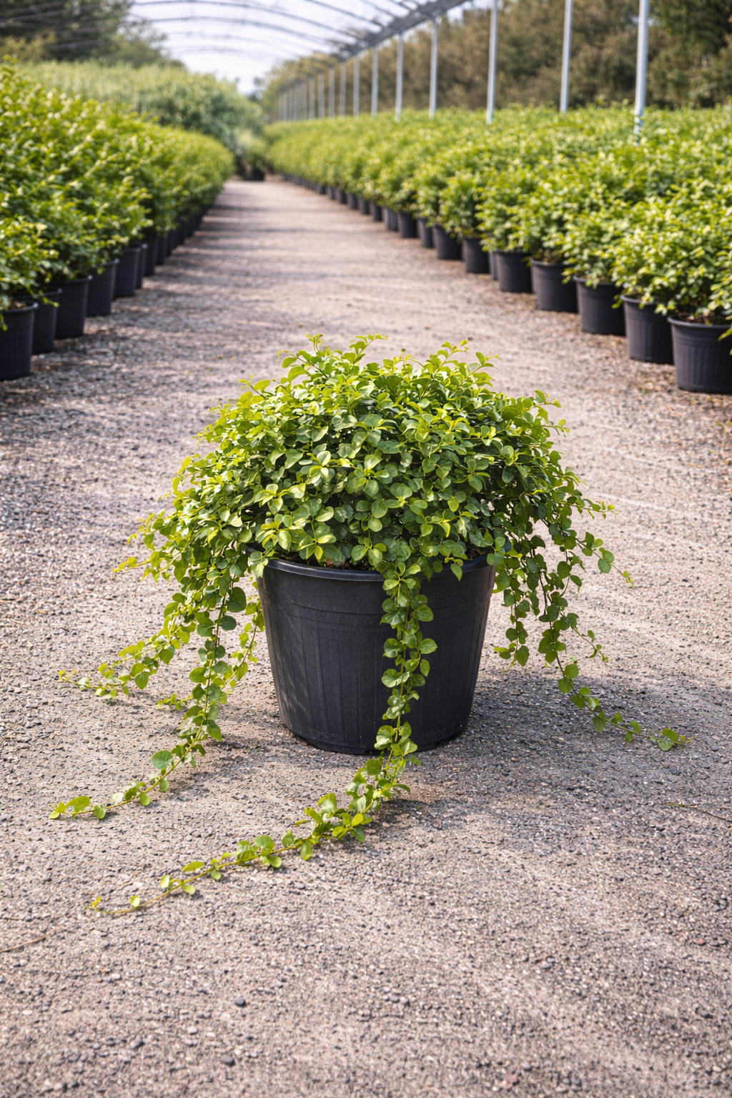 Creeping Fig (Ficus pumila) — also sold as “Ficus repens”