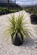 Madagascar Dragon Tree ‘Ray of Sunshine’ (Dracaena marginata ‘Ray of Sunshine’)