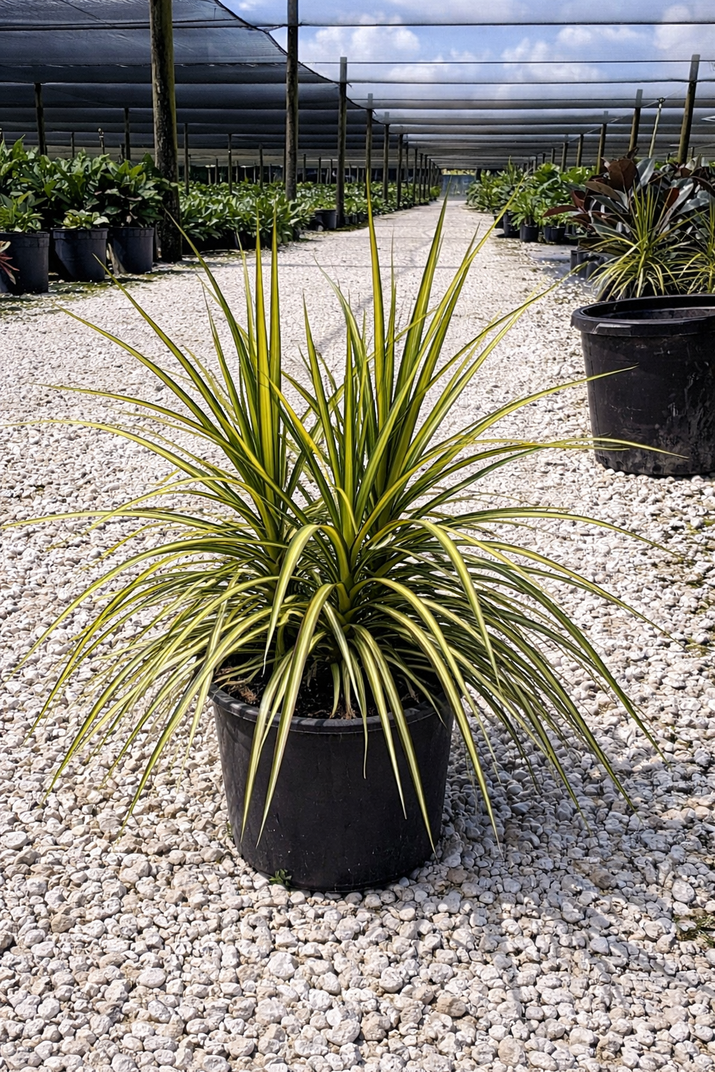 Madagascar Dragon Tree ‘Ray of Sunshine’ (Dracaena marginata ‘Ray of Sunshine’)