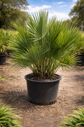 Everglades Palm / Paurotis Palm (Acoelorrhaphe wrightii)