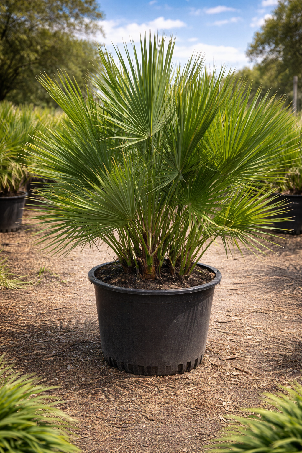 Everglades Palm / Paurotis Palm (Acoelorrhaphe wrightii)