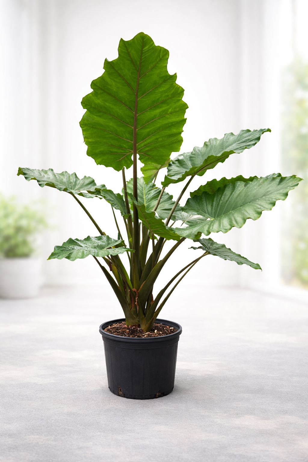 Elephant Ear ‘Portora’ (Alocasia ‘Portora’)