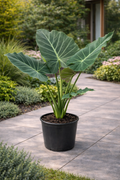 Alocasia ‘Regal Shield’ (Alocasia ‘Regal Shield’)