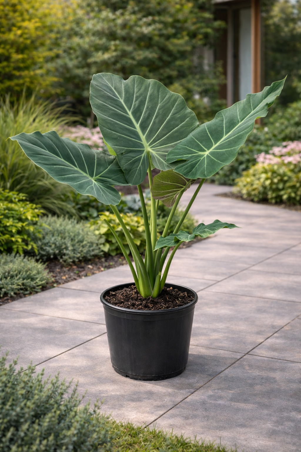 Alocasia ‘Regal Shield’ (Alocasia ‘Regal Shield’)