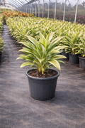 Cordyline ‘Sherbet’ (Cordyline fruticosa ‘Sherbet’)