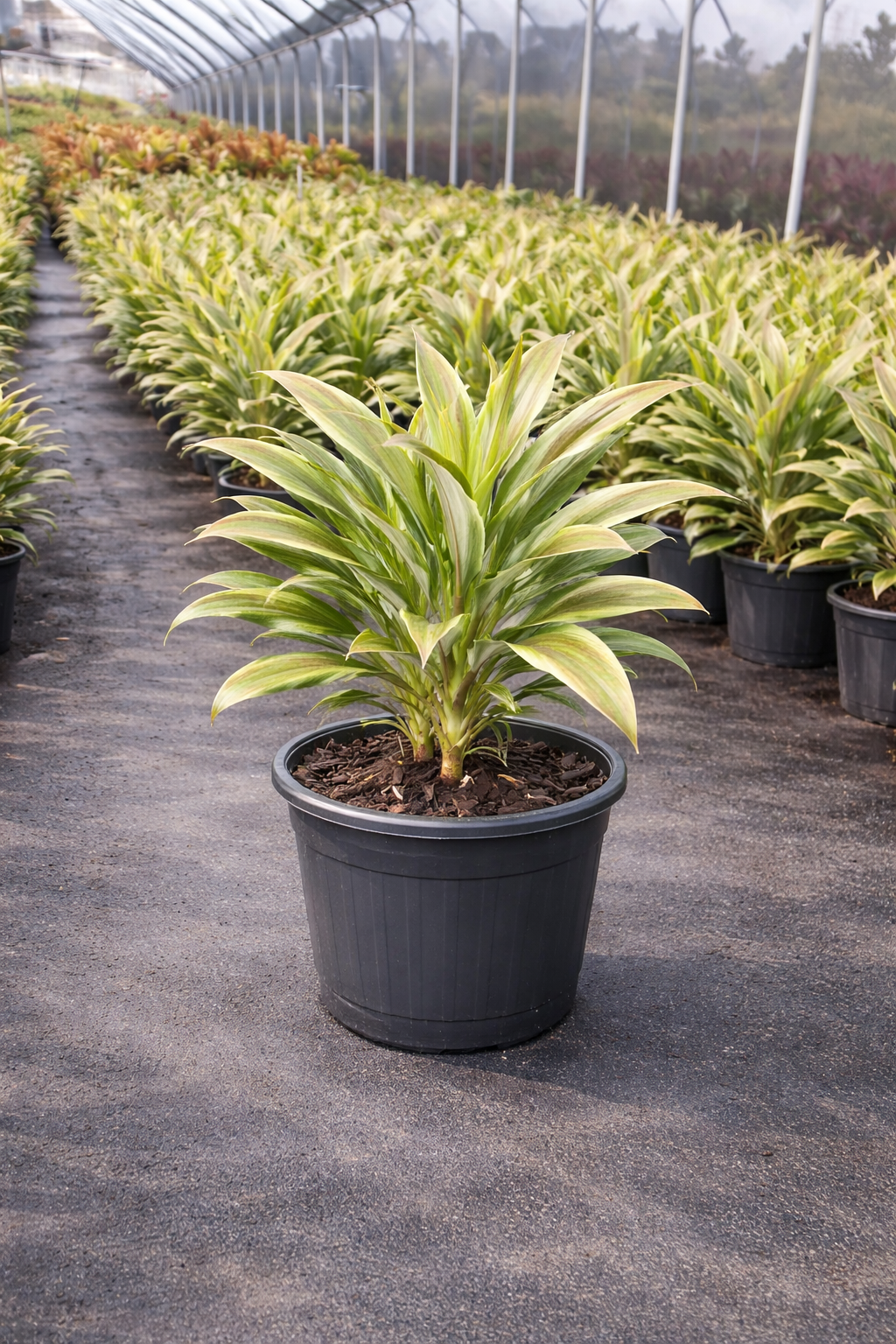 Cordyline ‘Sherbet’ (Cordyline fruticosa ‘Sherbet’)