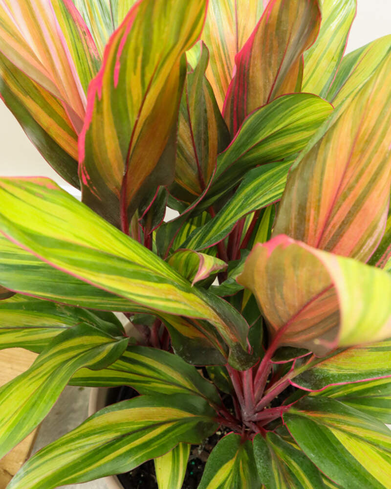 Ti Plant – Cordyline ‘Harlequin’